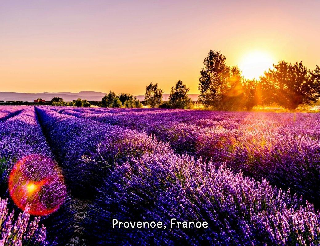 https://unsplash.com/photos/lavender-field-c1Jp-fo53U8