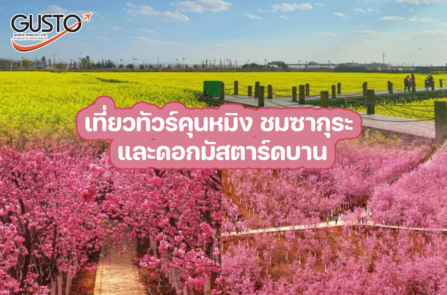 เที่ยวทัวร์คุนหมิง ชมซากุระ และดอกมัสตาร์ดบานในเดือนมีนาคม 1 ปี มี 1 ครั้ง!