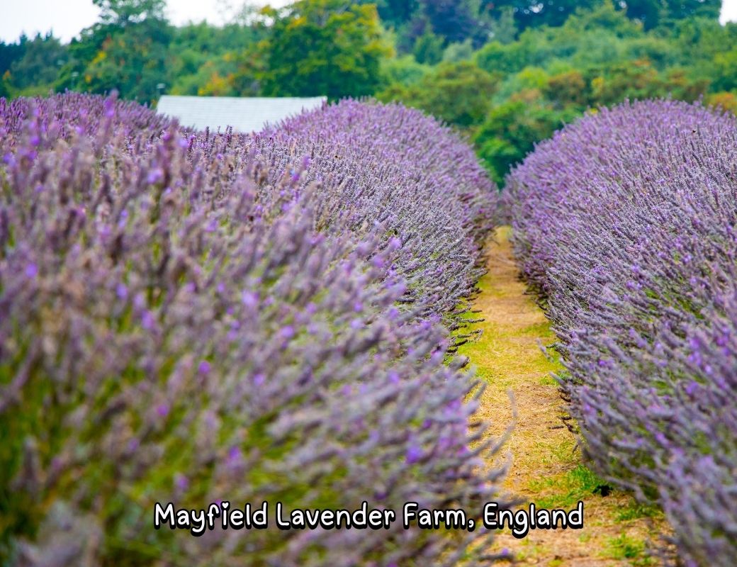 https://www.canva.com/photos/MADGEpQzs08/