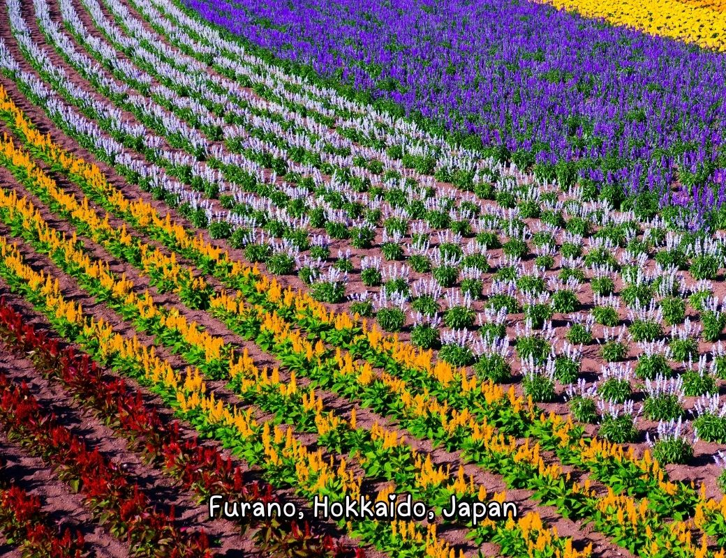 https://unsplash.com/photos/lines-of-assorted-flowers-field-during-day-UOlX3oaDqLI