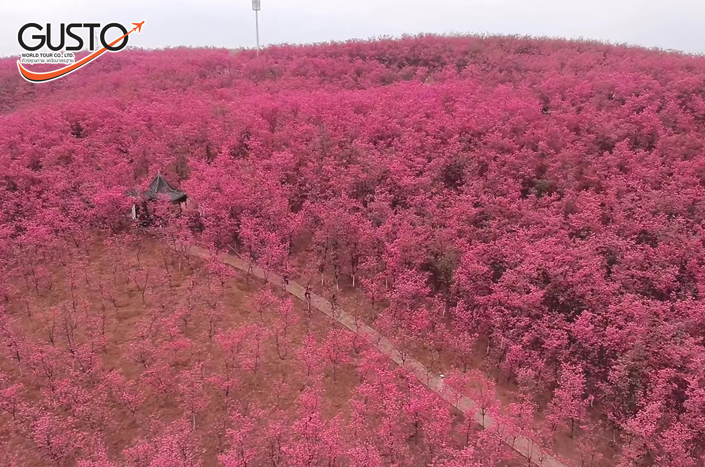 หุบเขาดอกซากุระอี๋เหลียง