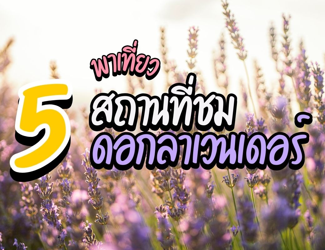 พาเที่ยว 5 จุดชมลาเวนเดอร์ทั่วโลก