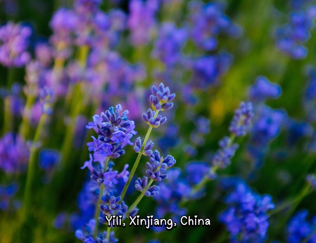 https://pixabay.com/photos/lavender-yili-flower-2884112/